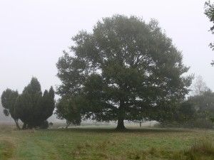 Juniperus communis en Quercus robur 
